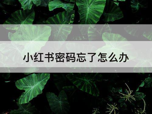 小红书密码忘了怎么办