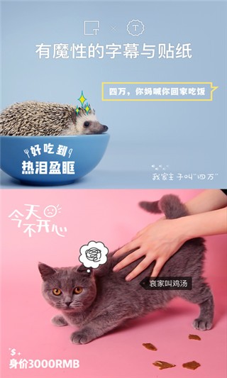 猫饼免费版